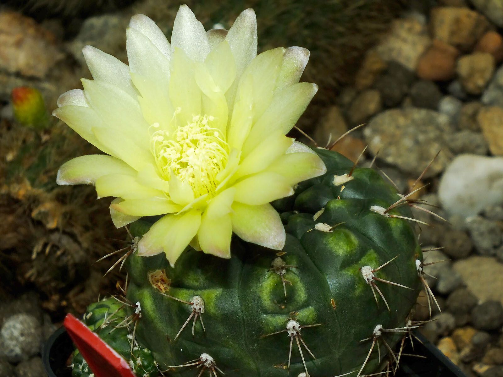 Gymnocalycium schroederianum flower
