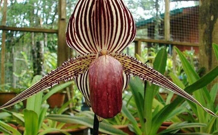 Paphiopedilum purpuratum — search result for 'Paphiopedilum'