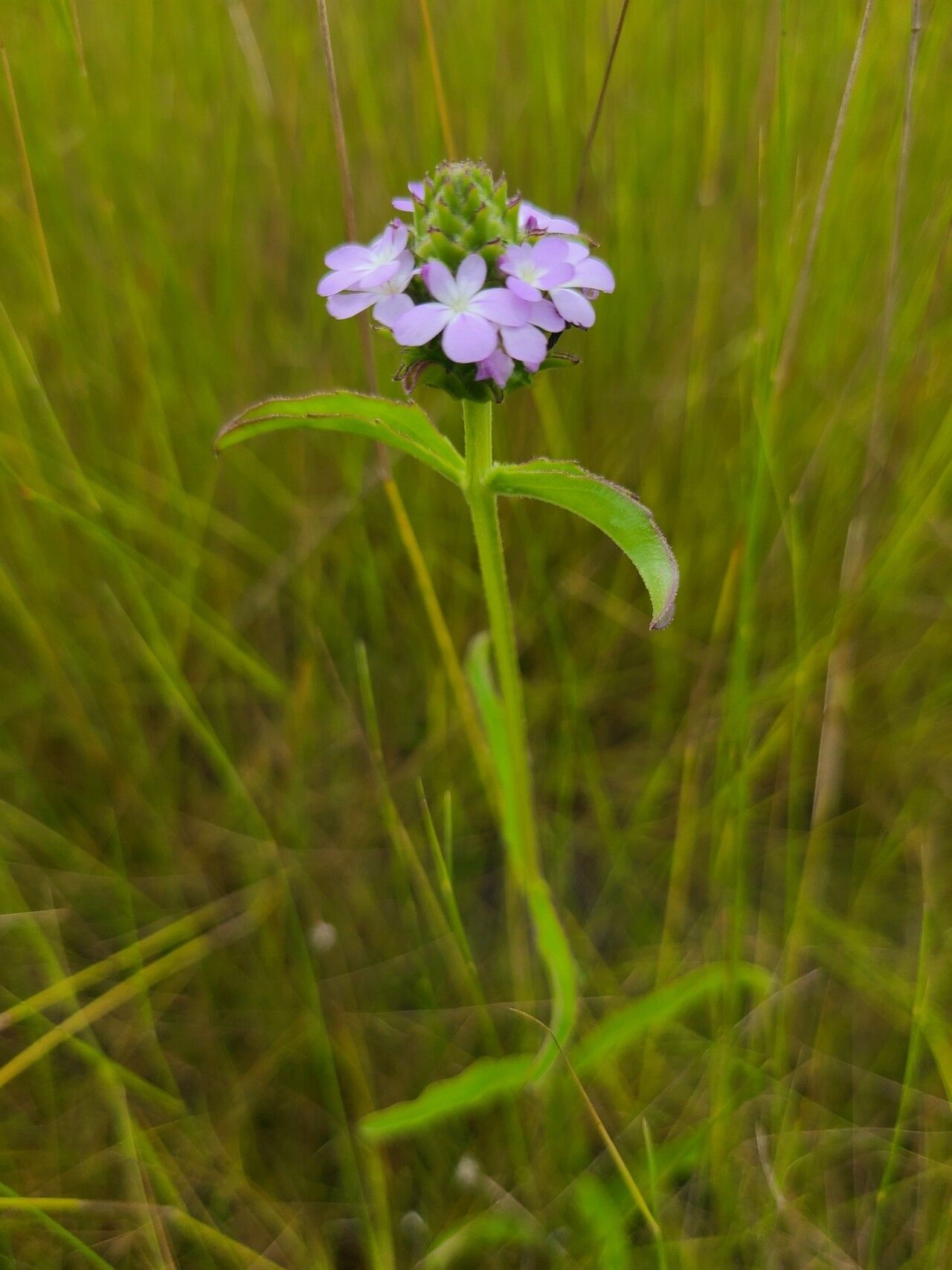 Buchnera paucidentata flower
