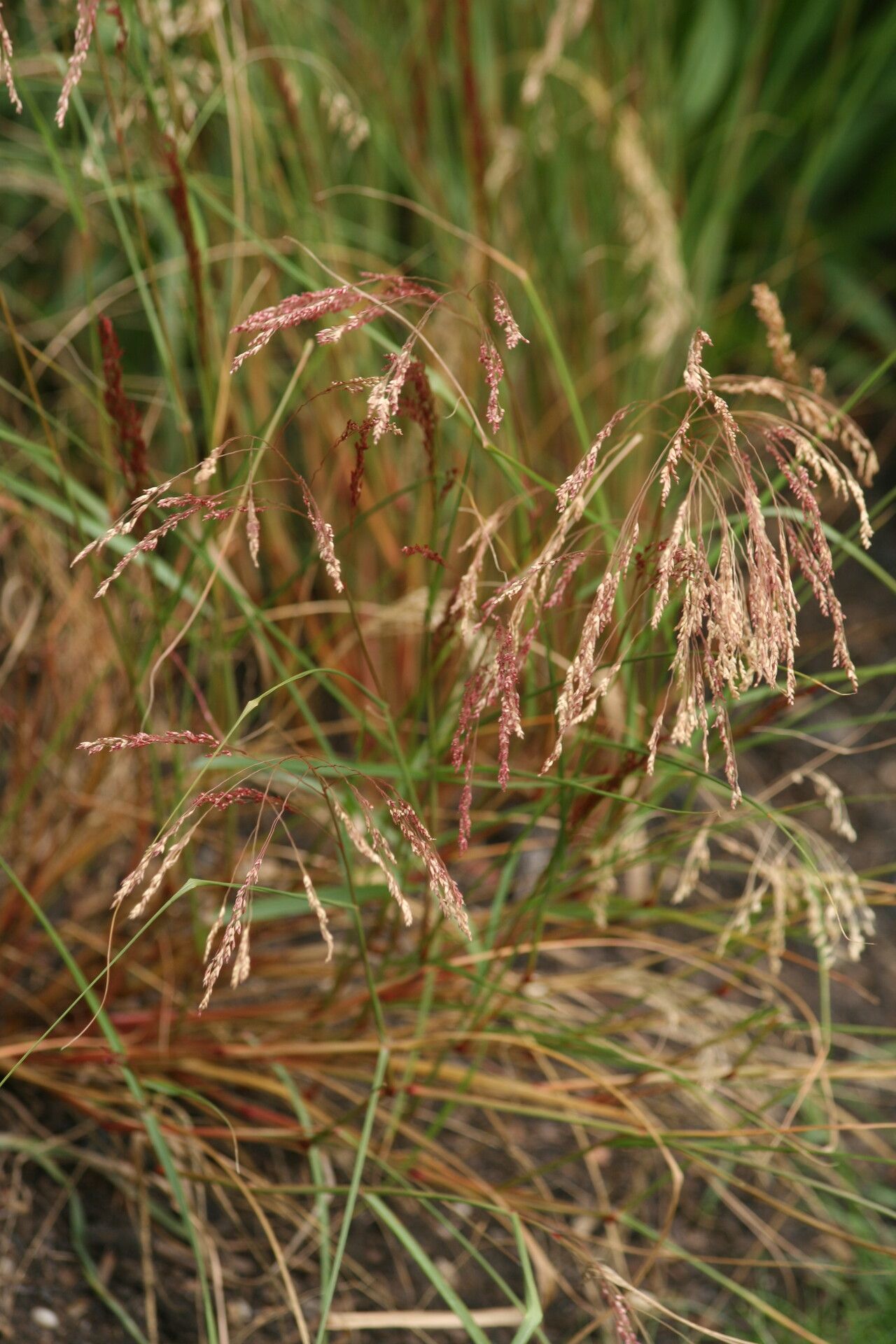 Eragrostis tef flower
