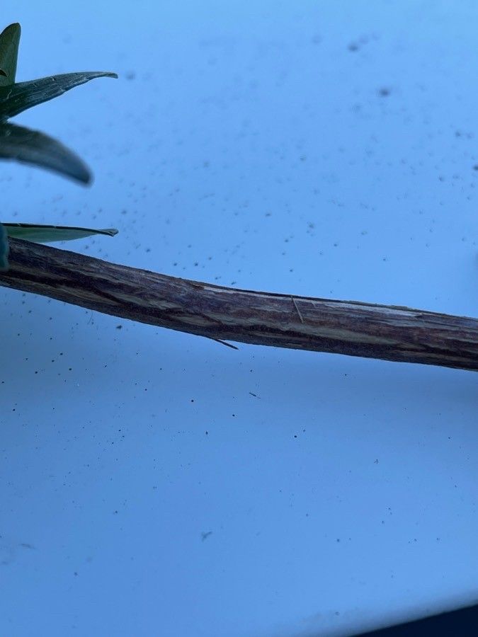 Abelia grandifolia bark