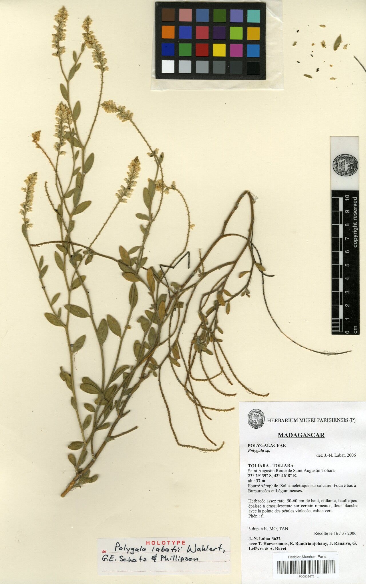 Polygala labatii — houseplant care guide