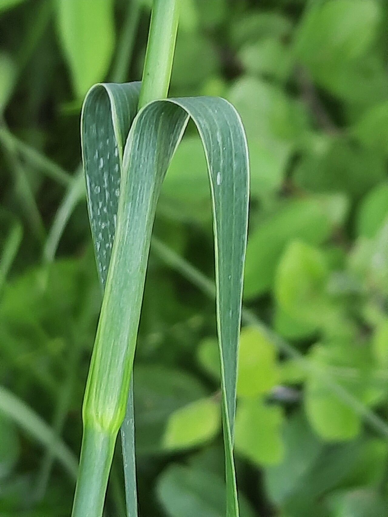 Dianthus giganteus leaf