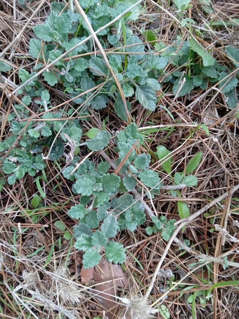 Teucrium divaricatum leaf
