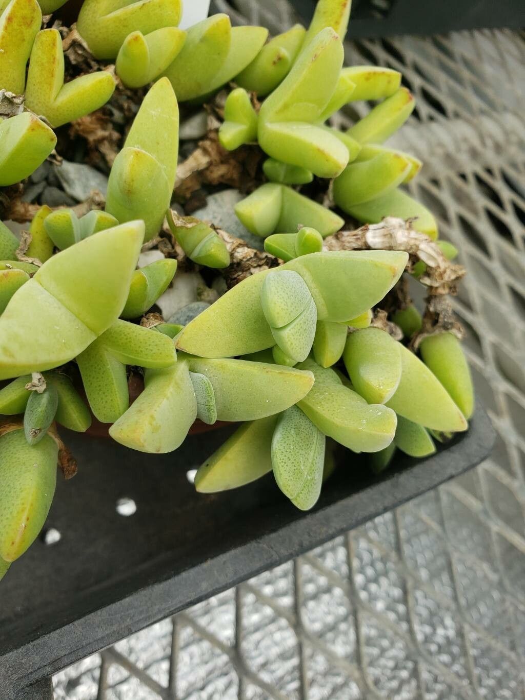 Cheiridopsis purpurea leaf