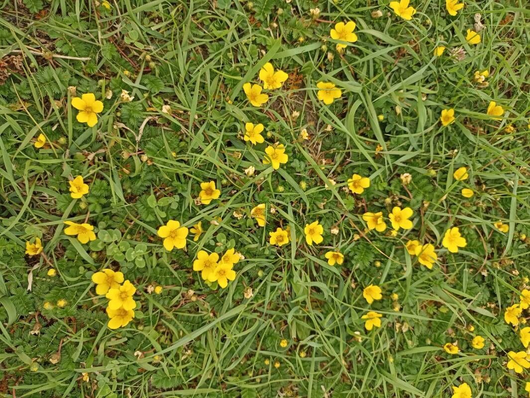 Oxalis bisfracta flower