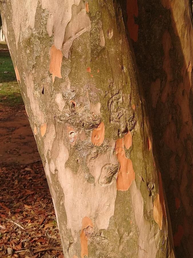 Pradosia huberi bark