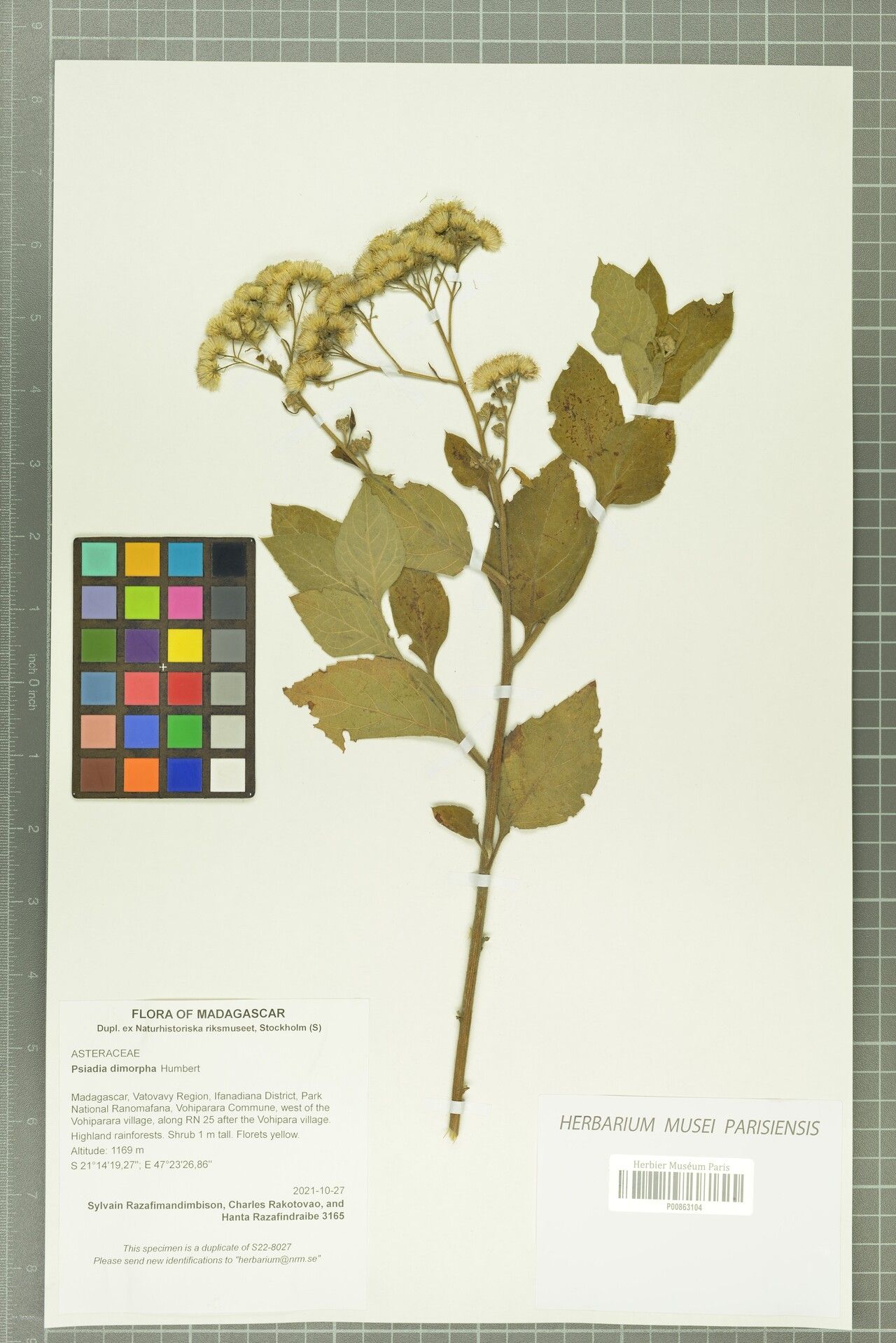 Psiadia dimorpha — houseplant care guide