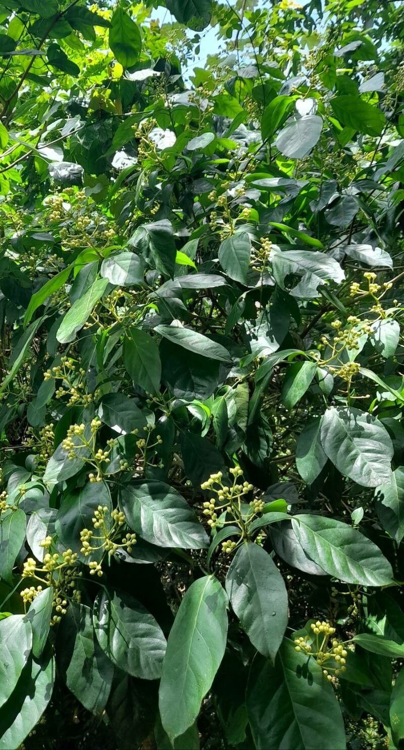 Dendropanax arboreus habit