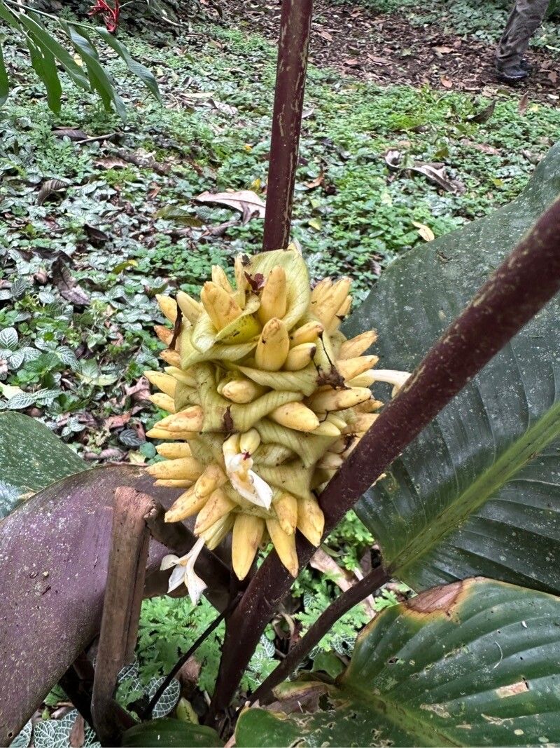 Goeppertia vinosa flower