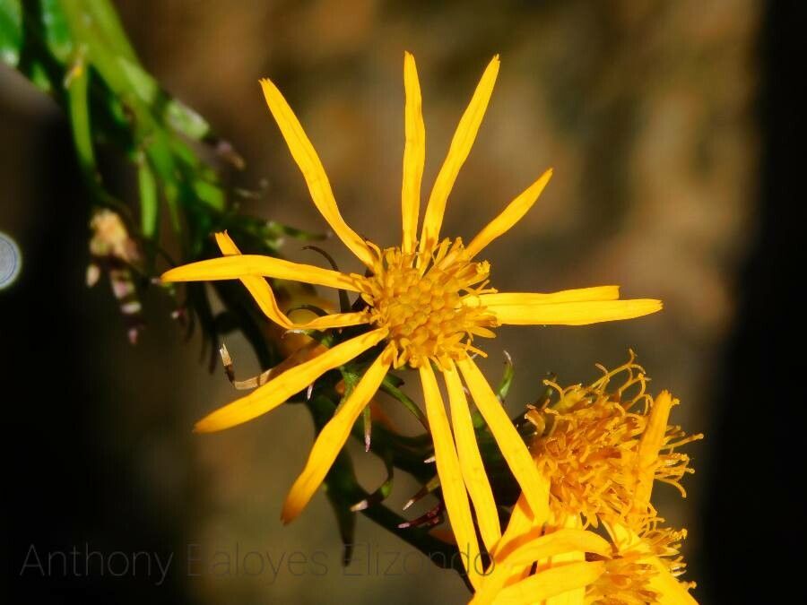 Charadranaetes durandii flower