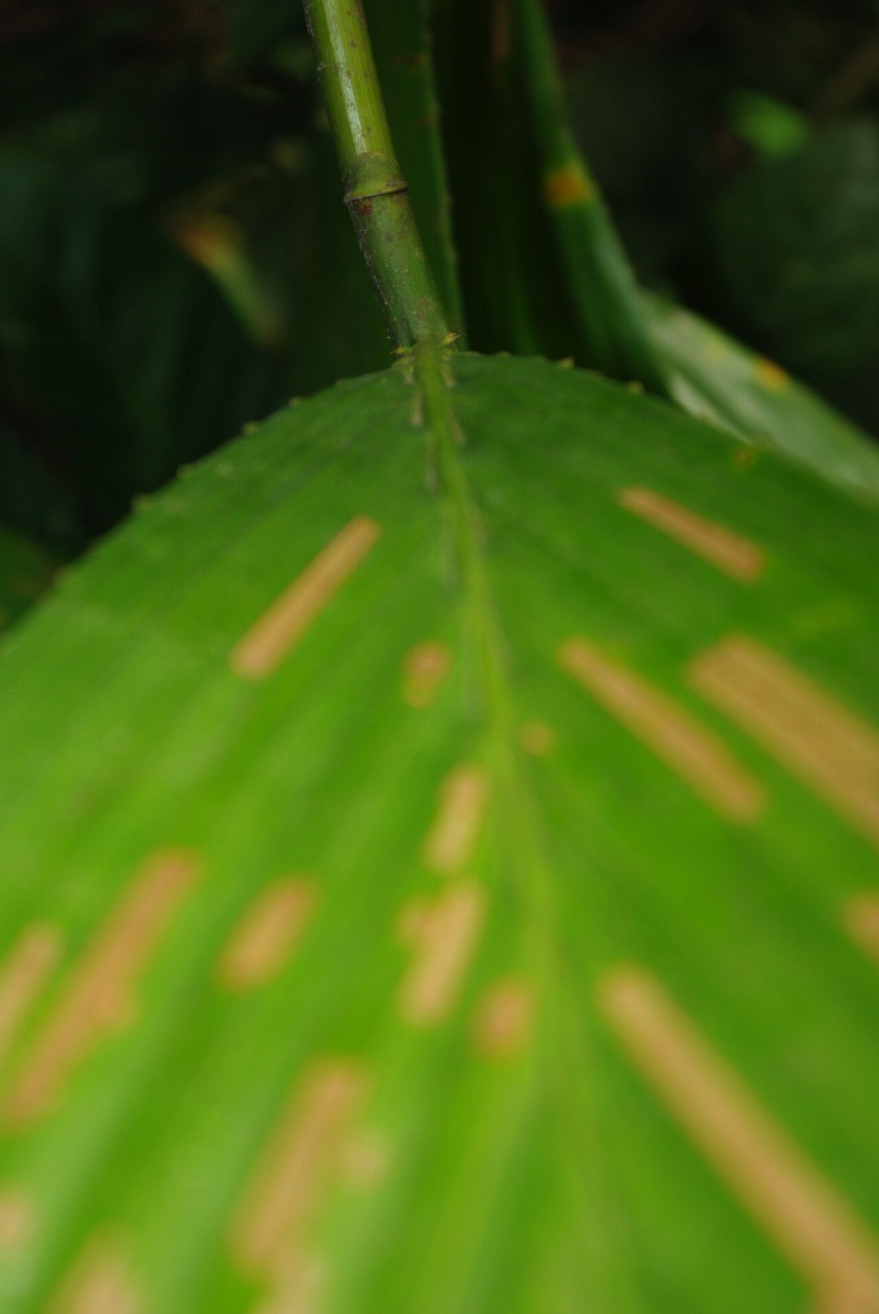 Eremospatha macrocarpa leaf