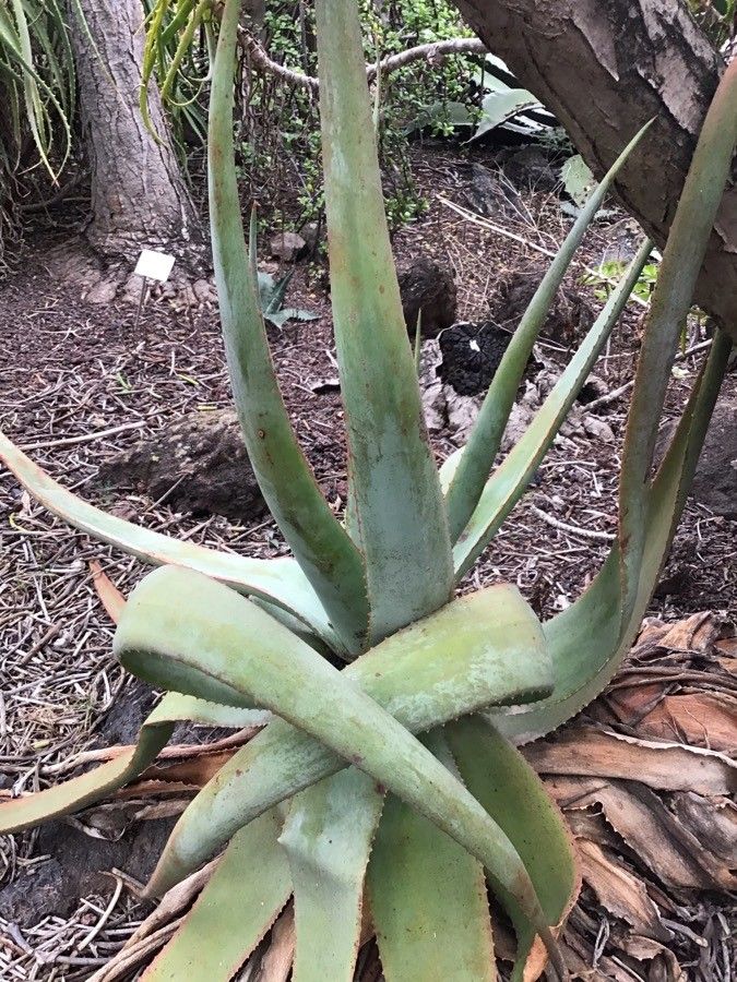 Aloe percrassa — houseplant care guide