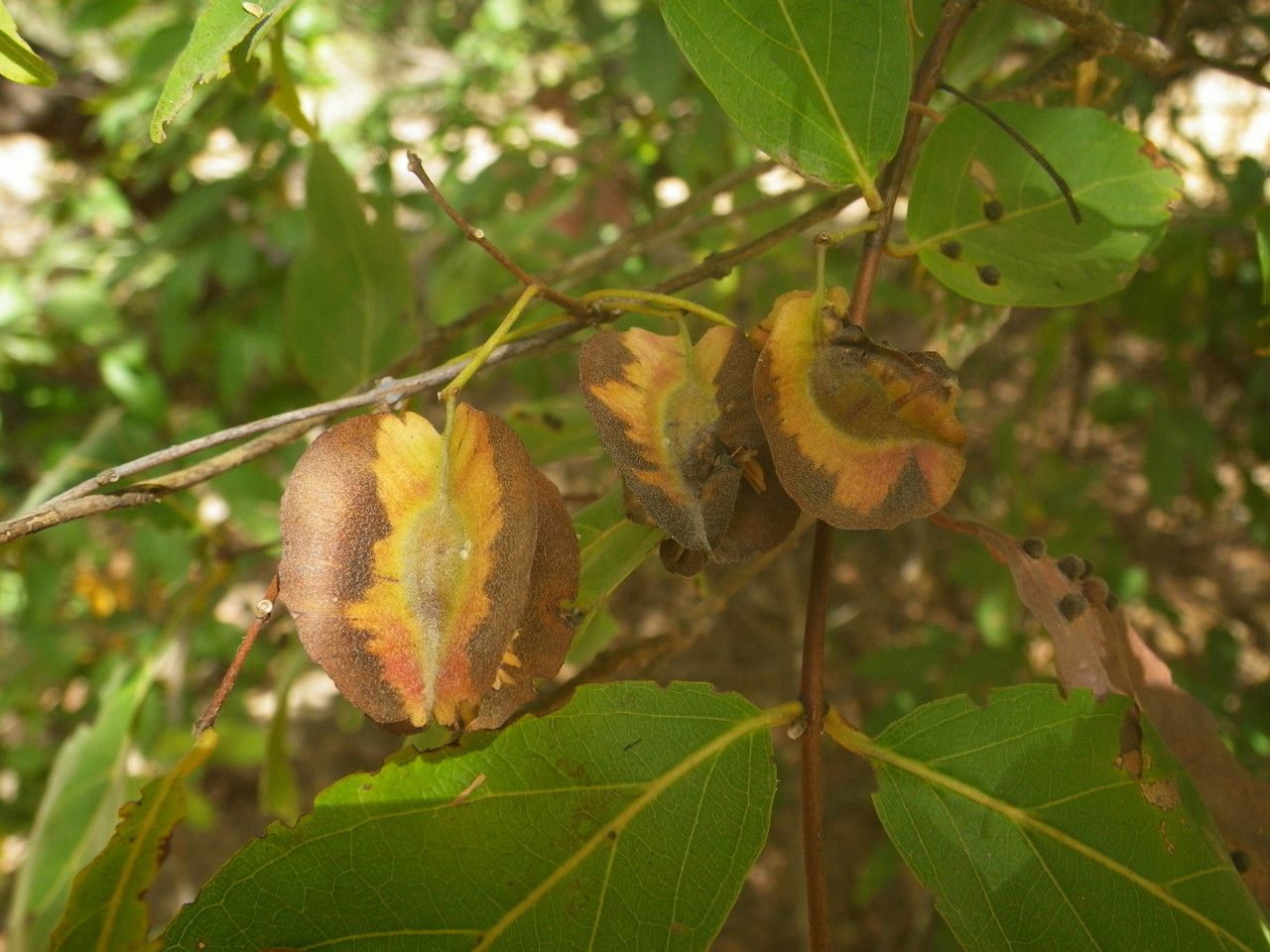 Combretum nigricans fruit