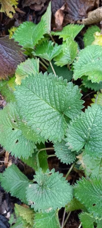 Betonica macrantha — search result for 'Stachys'