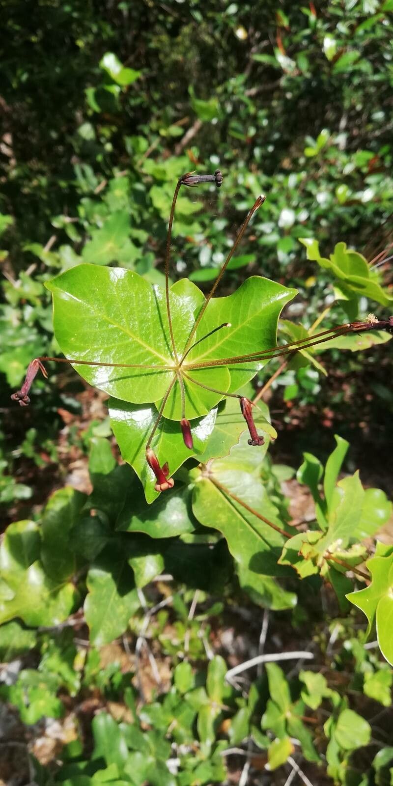 Pittosporum loniceroides — search result for 'Pittosporum'