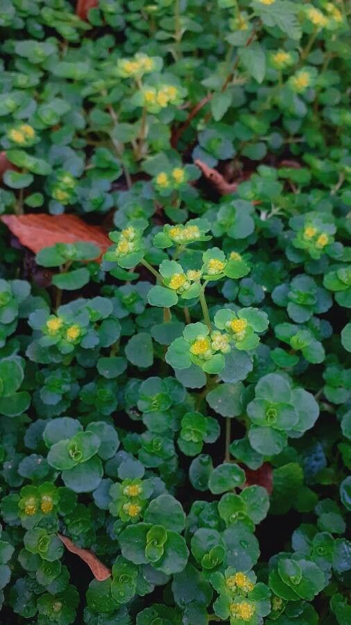 Chrysosplenium oppositifolium flower