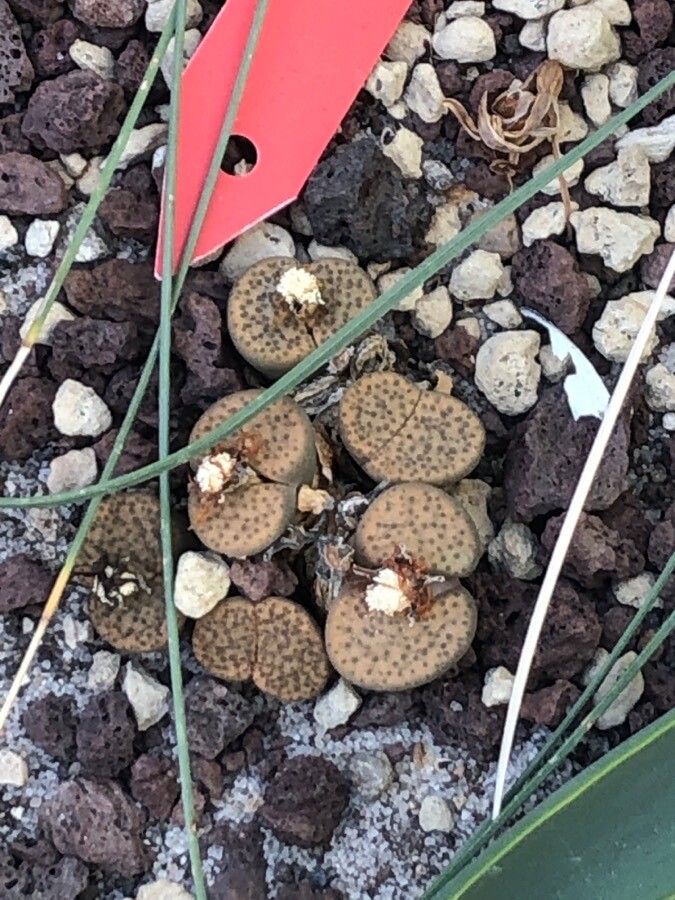 Lithops fulviceps — search result for 'Namibia'