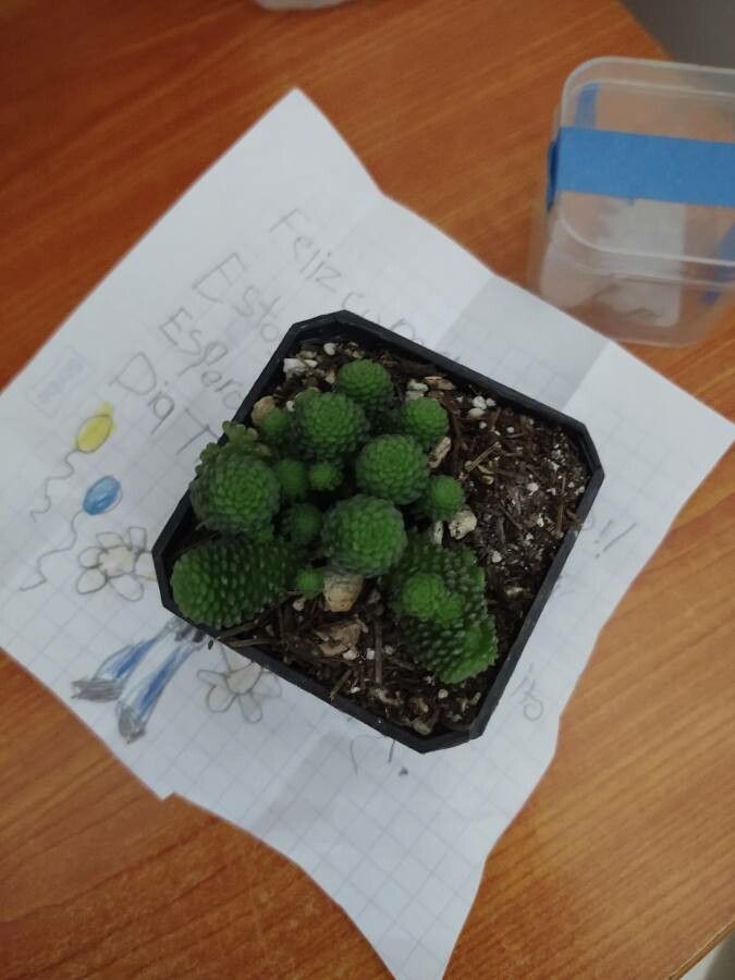 Monanthes polyphylla bark