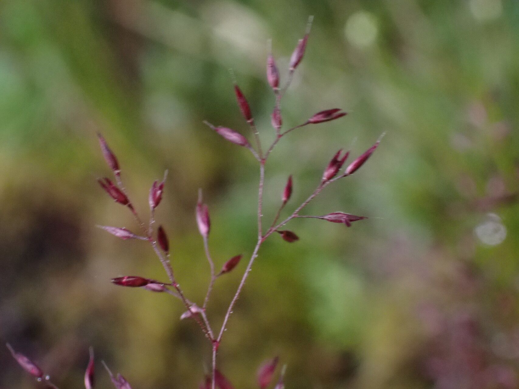 Agrostis pilosula — search result for 'Agrostis'