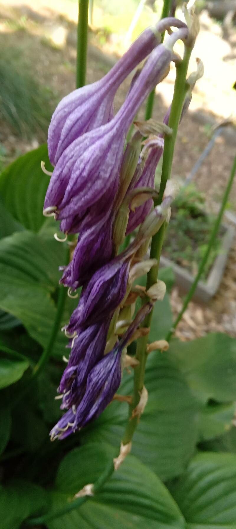 Hosta capitata flower