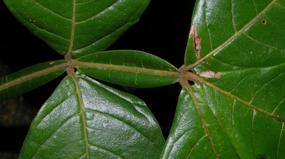 Paullinia clavigera other