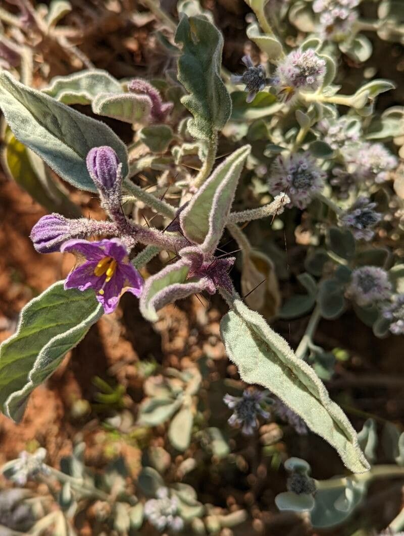 Solanum ellipticum — houseplant care guide