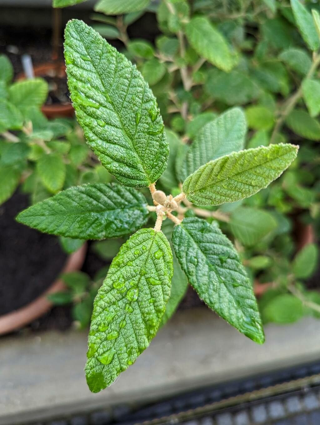 Pomaderris racemosa leaf