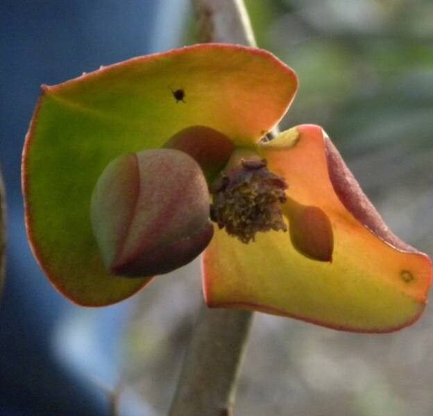 Euphorbia specksii — houseplant care guide