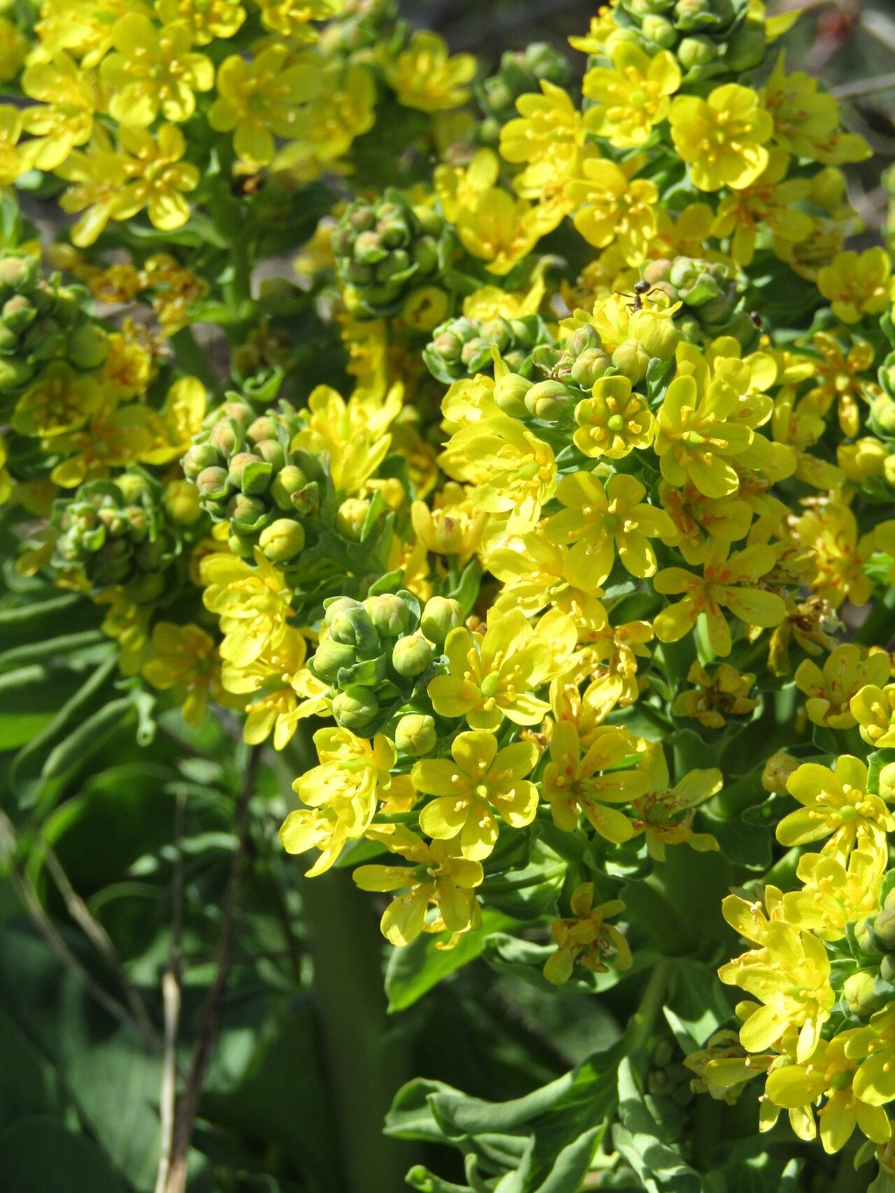 Leontice leontopetalum flower