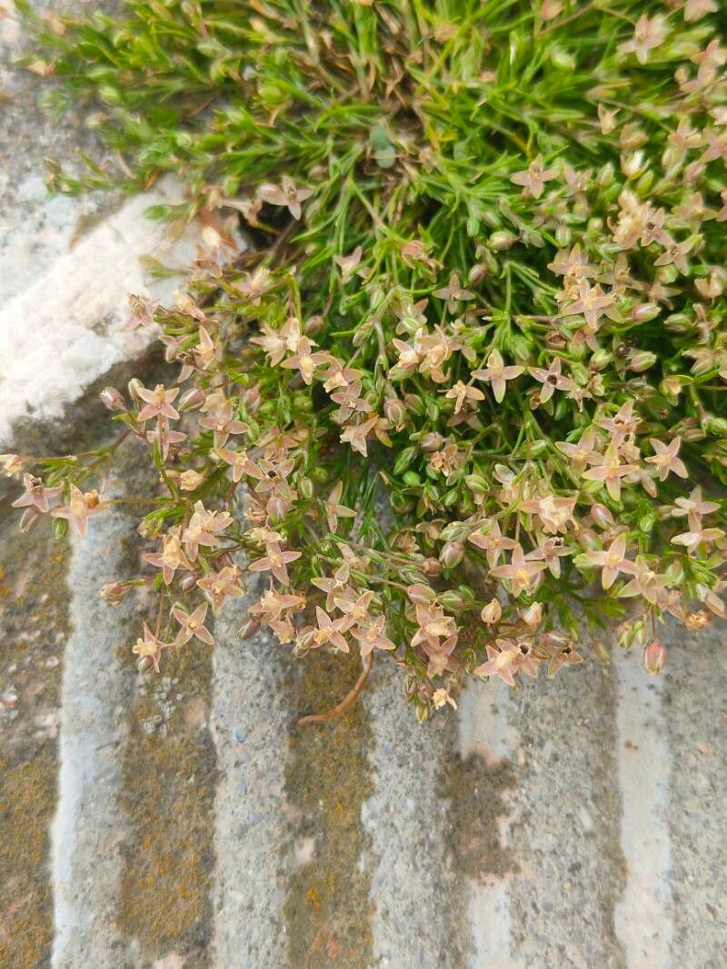 Sagina apetala flower