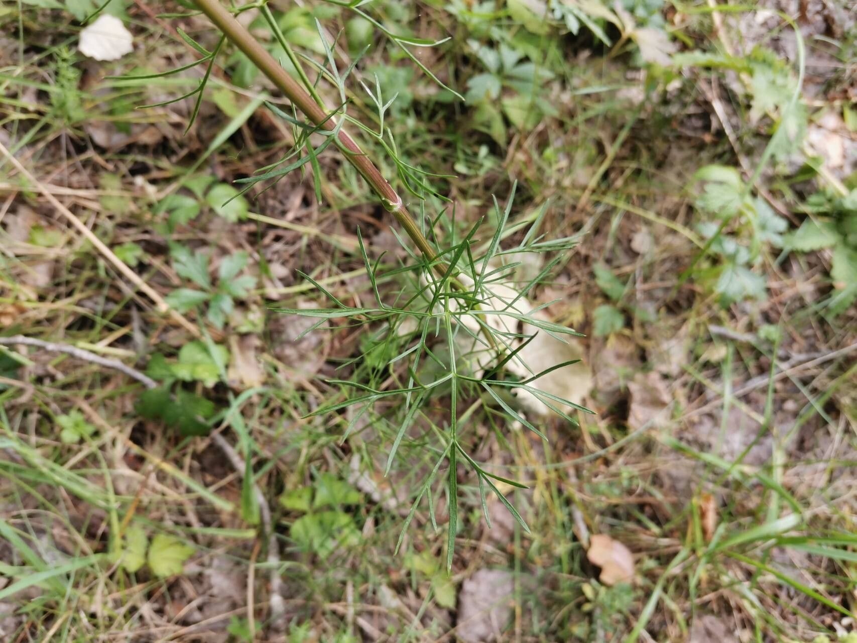 Cenolophium fischeri — related species from the same genus