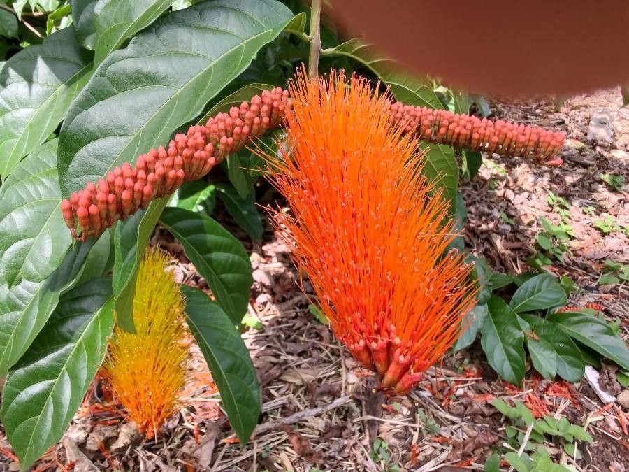 Combretum rotundifolium flower