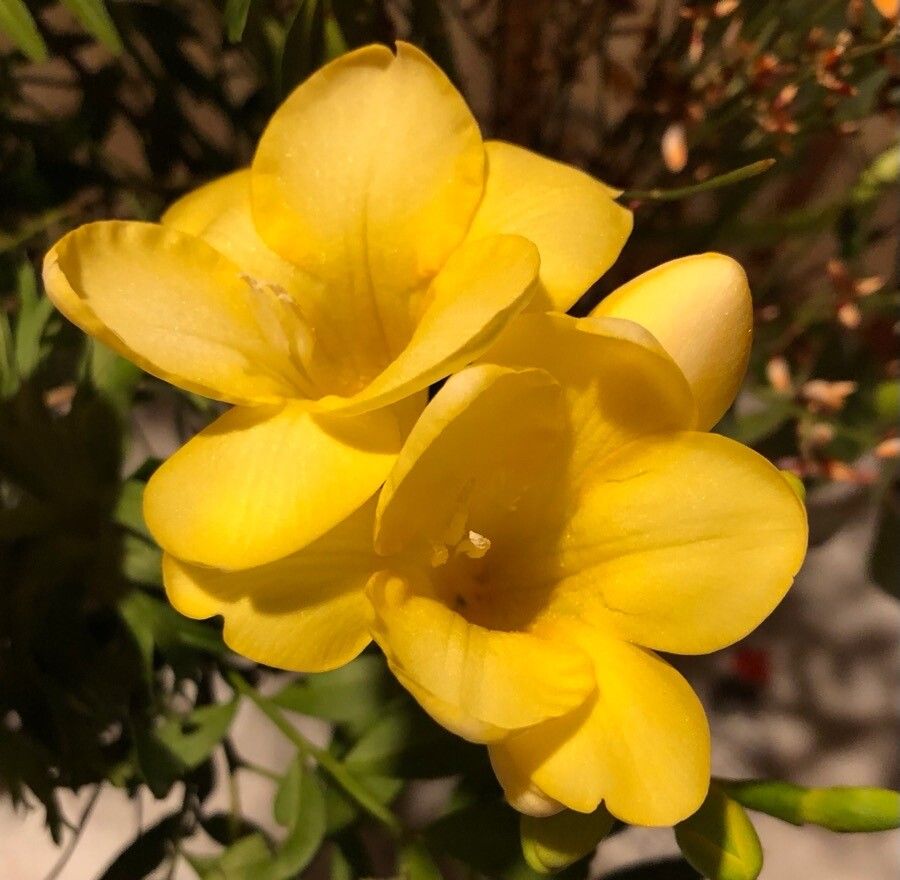 Freesia corymbosa flower
