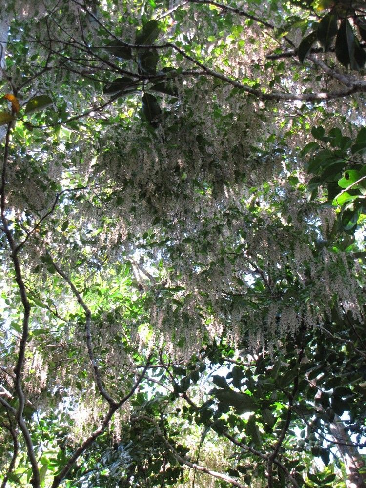 Homalium rivulare habit