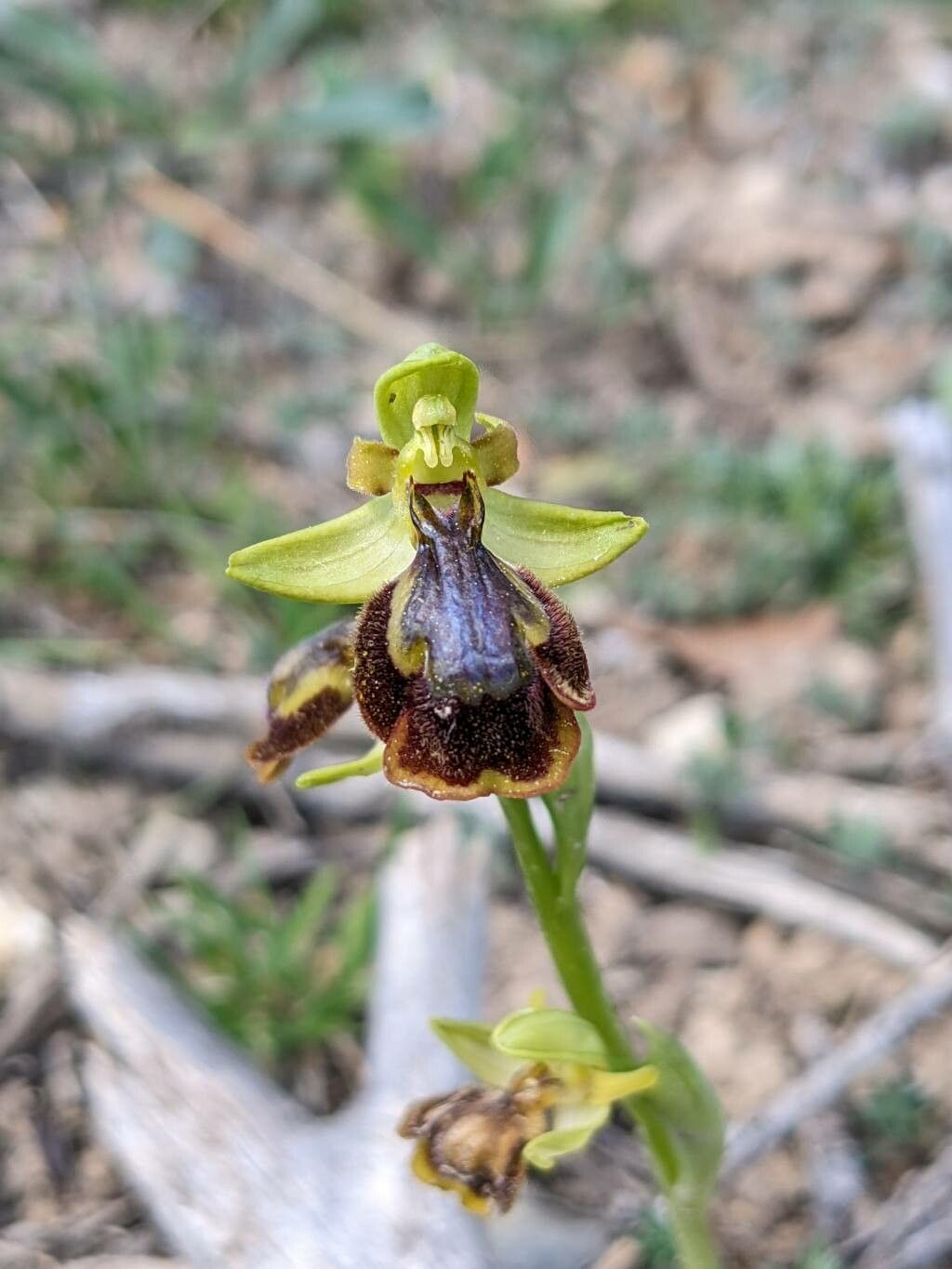Ophrys × chobautii flower