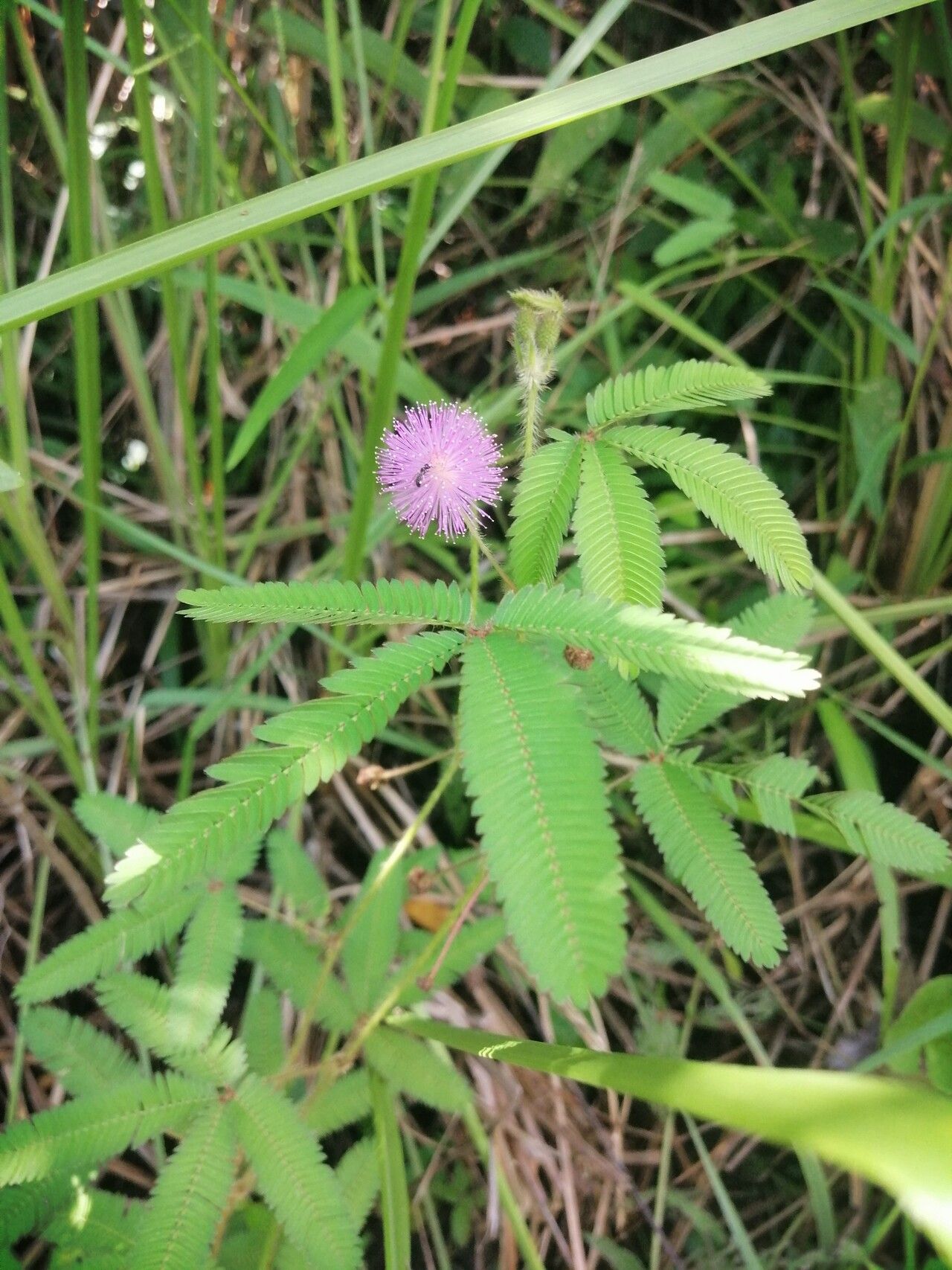 Mimosa xanthocentra — search result for 'Mimosa'