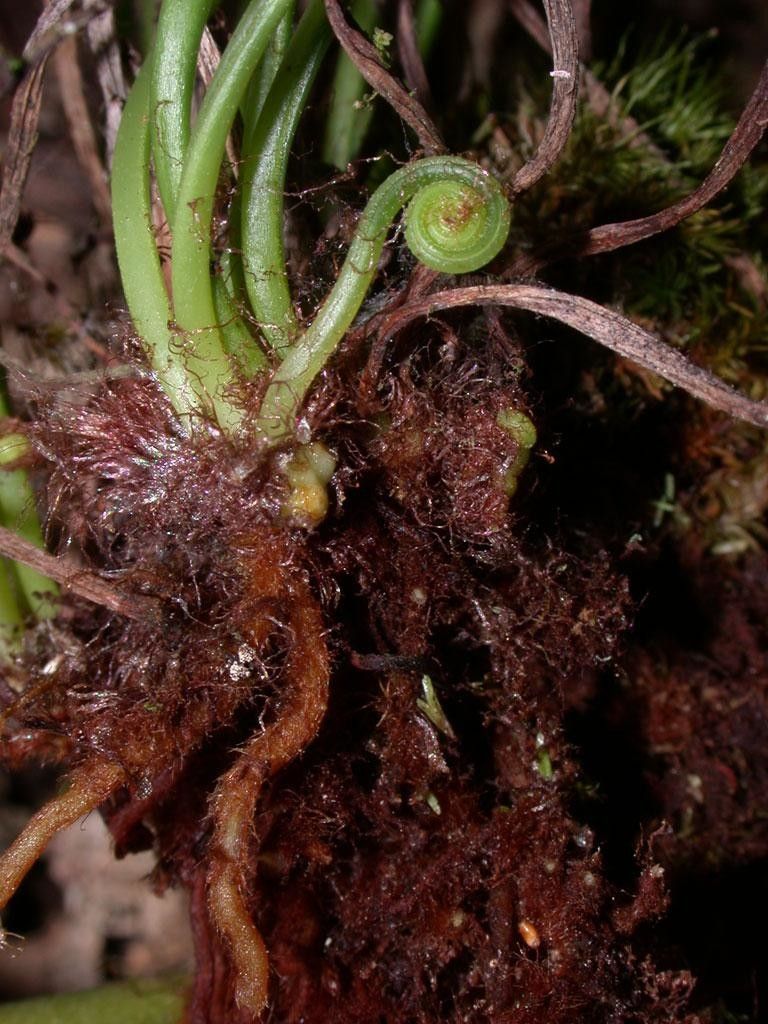 Vittaria lineata fruit