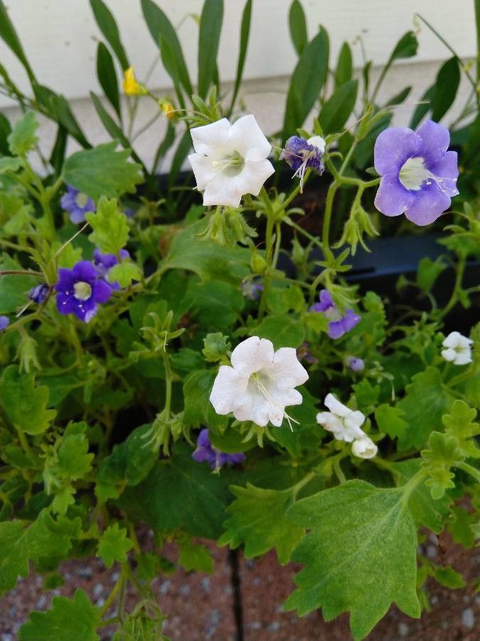 Phacelia grandiflora flower