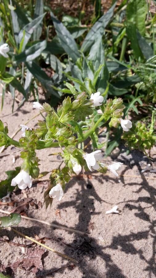Anchusa calcarea flower