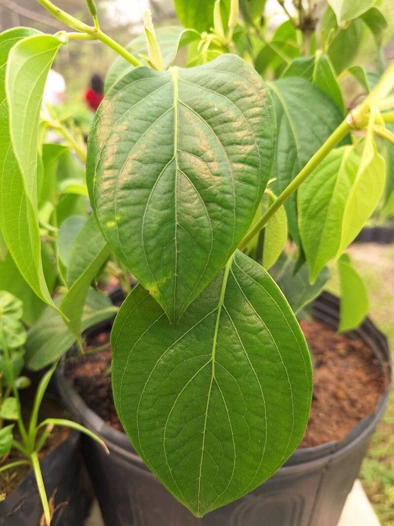 Piper callosum — search result for 'Piper'