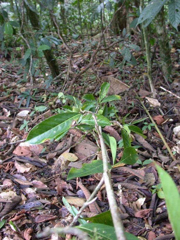 Randia altiscandens habit