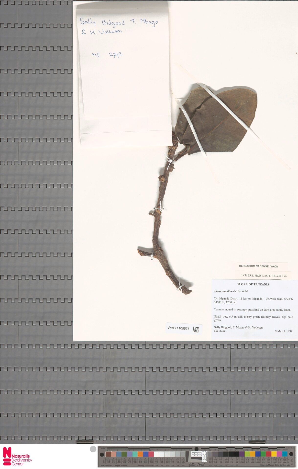 Ficus amadiensis — houseplant care guide