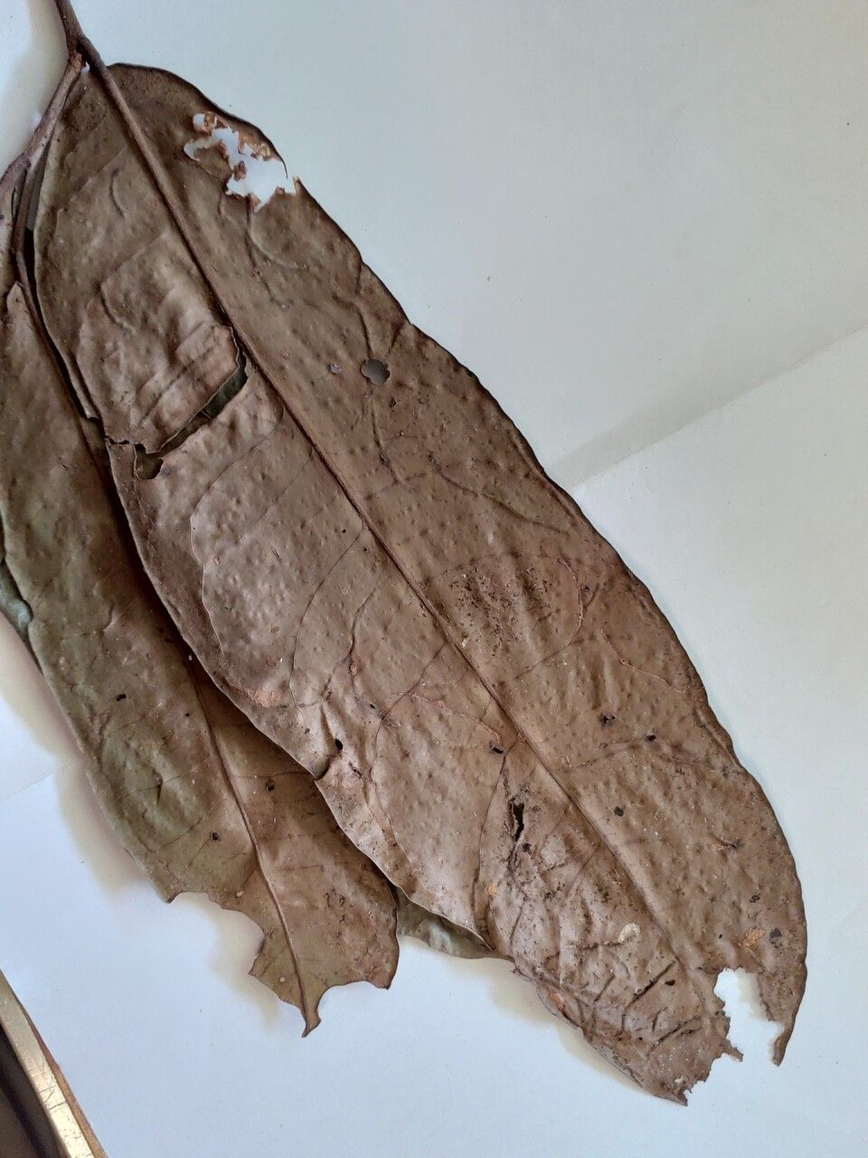 Maytenus oblongata leaf