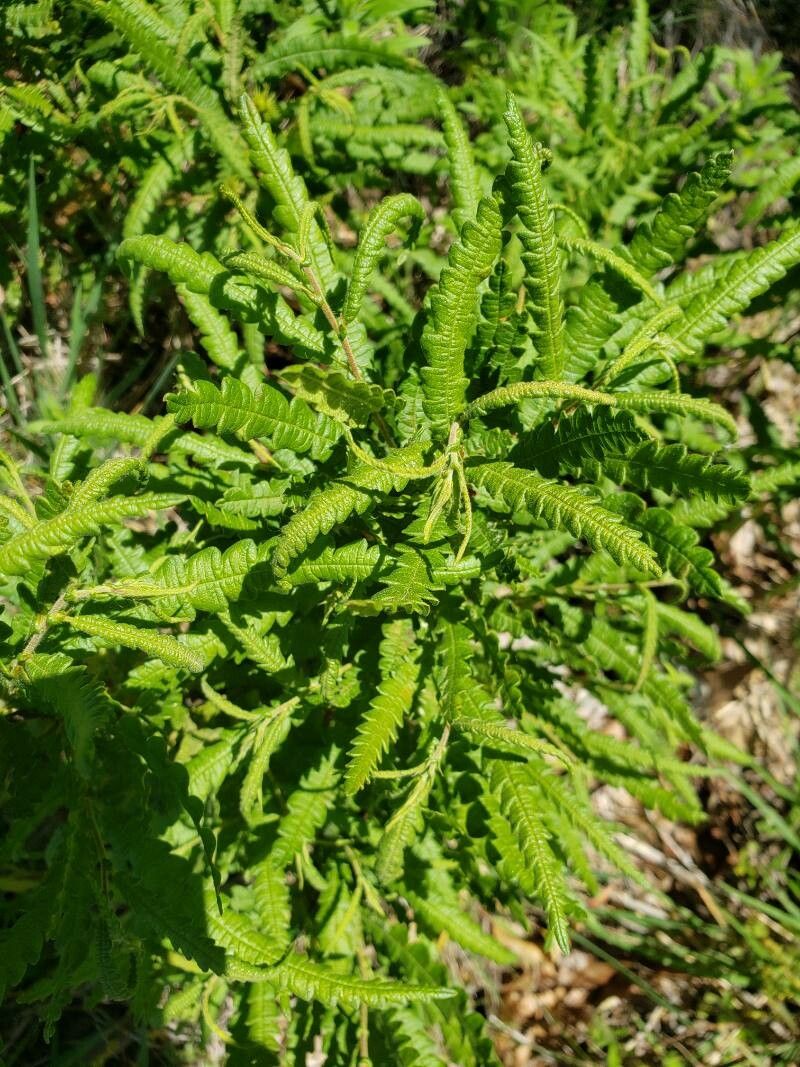 Comptonia peregrina leaf