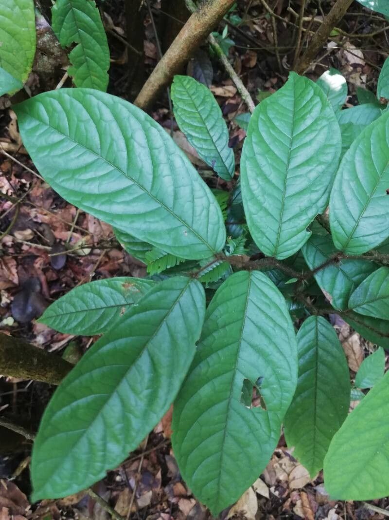 Dichapetalum heudelotii — houseplant care guide