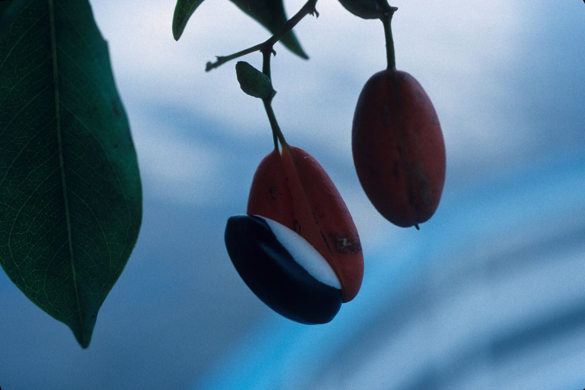 Swartzia anomala — related species from the same genus