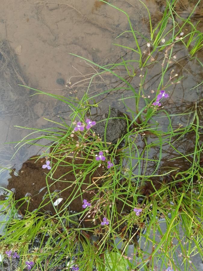 Murdannia semiteres — houseplant care guide