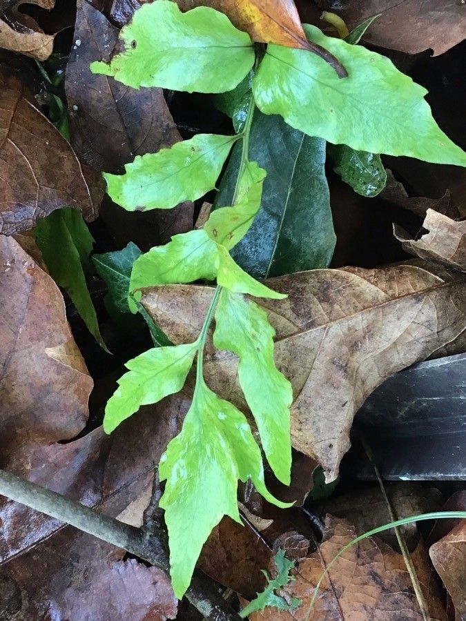 Cyrtomium hookerianum — search result for 'Cyrtomium'