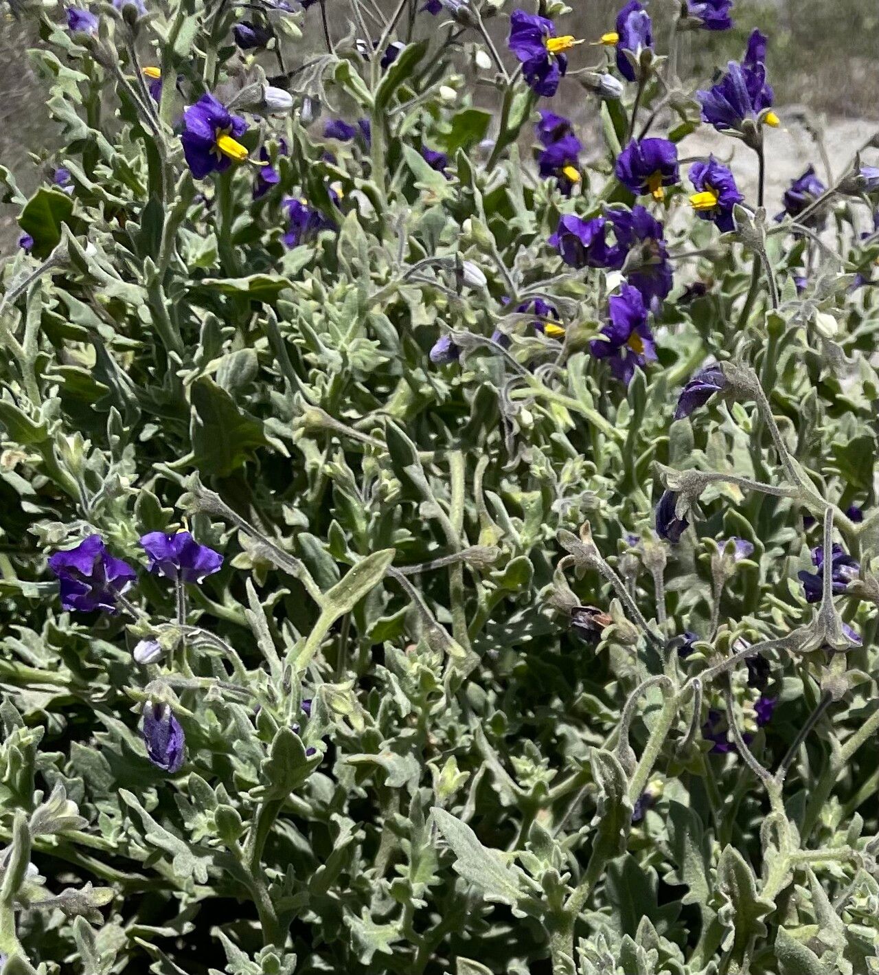 Solanum herba-bona — houseplant care guide